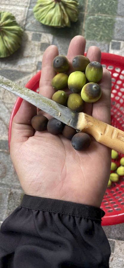 Hạt sen tươi tách từ gương sen